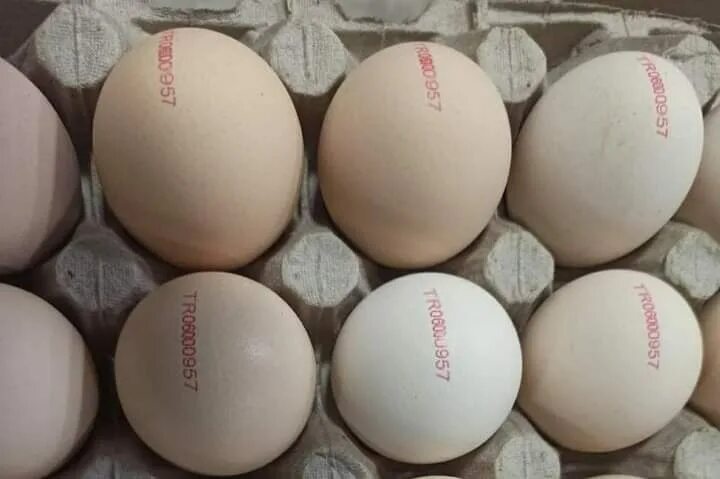 Куплю биг 6 яиц. Инкубационное яйцо бройлера Росс 308. Росс 708 бройлер яйцо. Инкубационное яйцо бройлера Кобб 500. Италия инкубационное яйцо Биг 6.