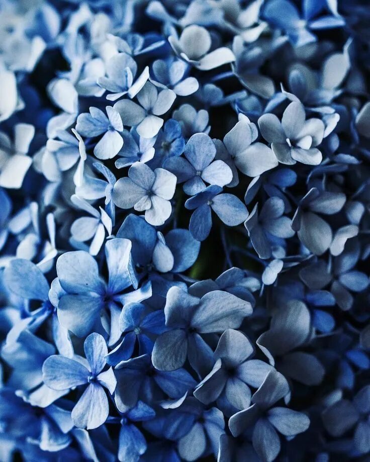 Let s blue