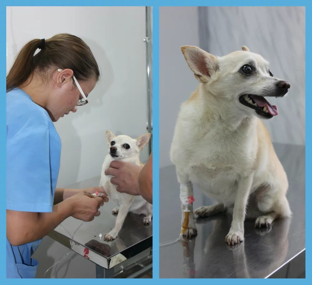 Пироплазмоз после лечения. Клиника пироплазмоза у собаки.