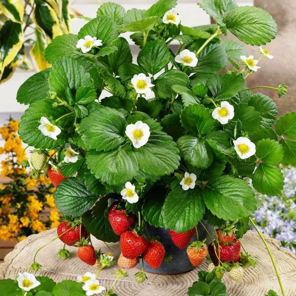 Домашняя земляника уход. Ремонтантная клубника мерлан. Земляника ремонтантная тристан. Клубника ампельная ремонтантная в кашпо. Клубника ампельная ремонтантная в кашпо.