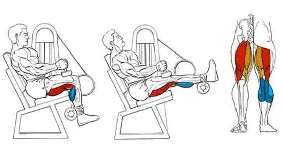 Тренажер сгибание разгибание ног лежа. Тренажер technogym leg curl. Сгибание бедра сидя. Сгибание бедра сидя. Тренажер для сгибания и разгибания ног.