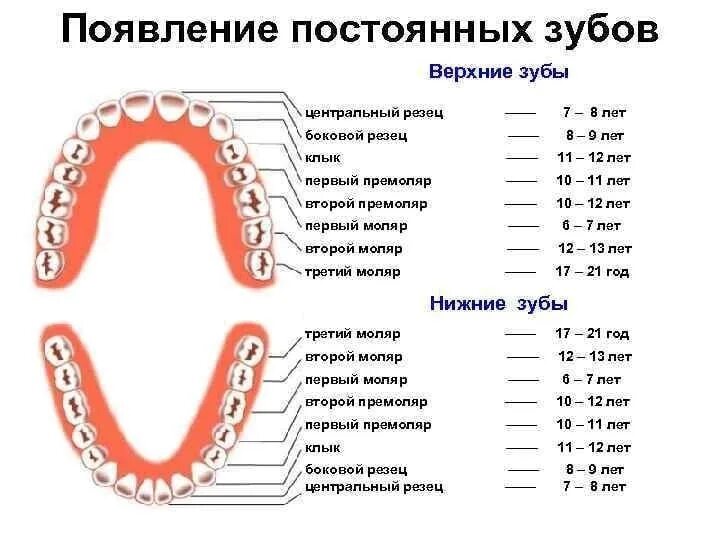 Сколько зубов мудрости может быть у человека. 2 Зуба передних снизу и сверху. Сколько коренных зубов снизу. Зуб у детей 3 сверху 3 снизу.