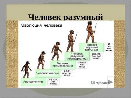 Последовательность человек разумный