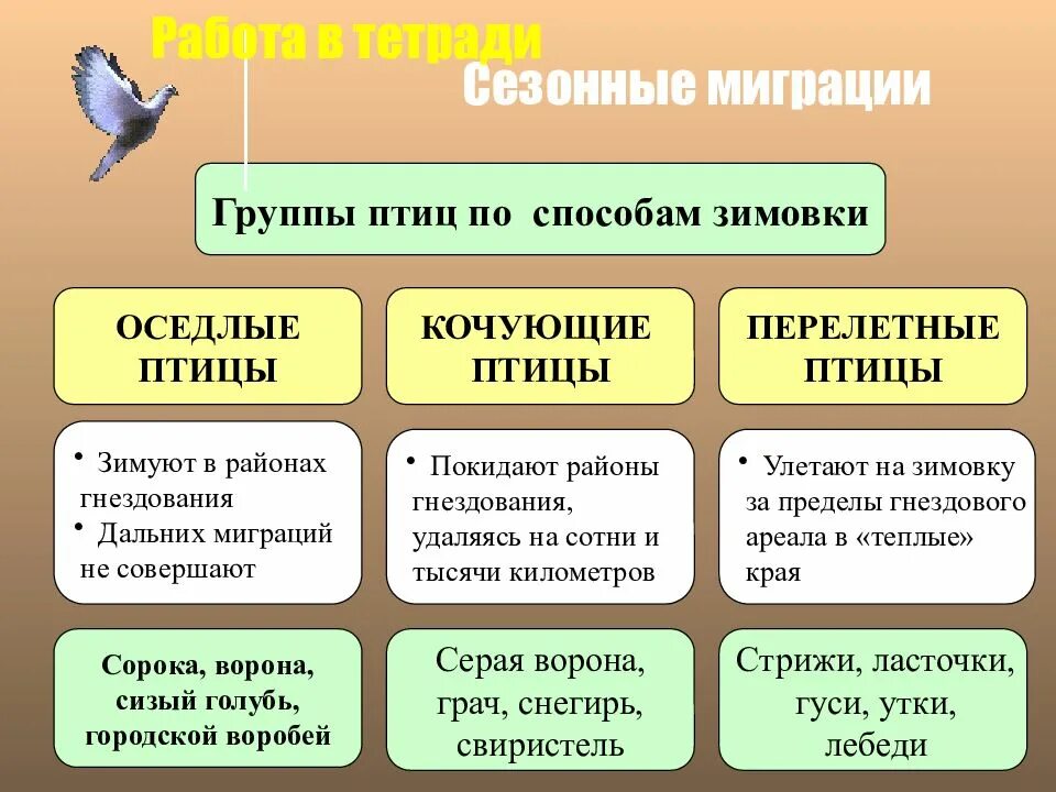 Приведите примеры птиц. Классификация птиц перелетные Кочующие оседлые. Группы птиц перелетные оседлые Кочующие. Сезонные миграции птиц. Сезонные изменения в жизни птиц.