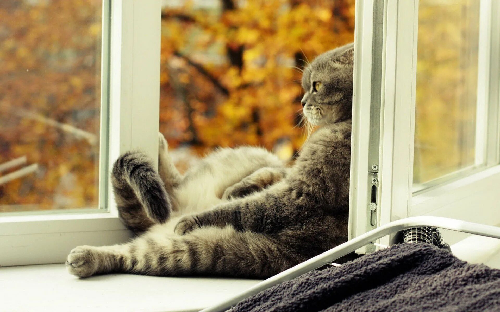 Пластиковые окна кошки. Коты в окне. Коты на подоконнике. Кошка на окне. Кошки на окошке.