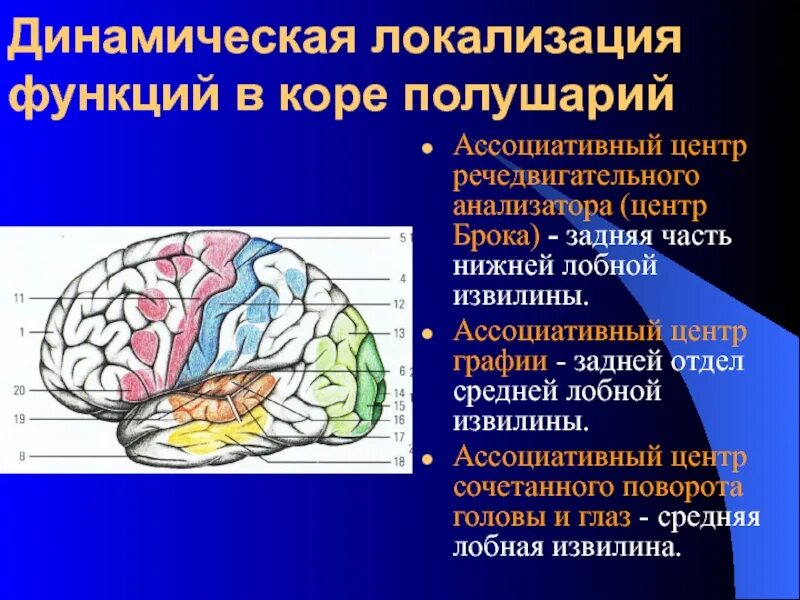 Центры анализаторов в коре головного мозга. Проекционные и ассоциативные центры коры больших полушарий. Ассоциативная зона коры головного мозга. Проекционный центр общей чувствительности локализуется в коре. Локализация функций в коре больших полушарий.