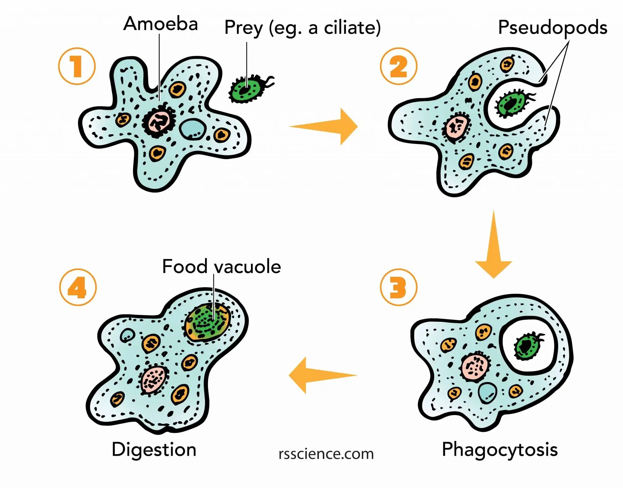 Какие процессы сопровождающие питание амебы. Amoeba proteus phagocytosis. амеба веррукоза. амёба обыкновенная. клетка амебы.