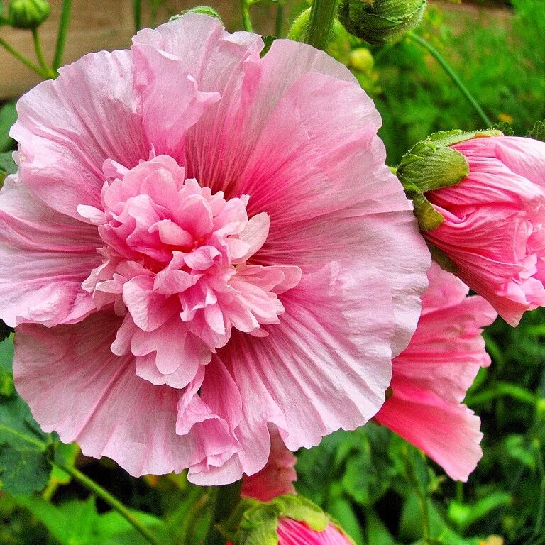 Мальва сорта. Мальва – alcea rosea.