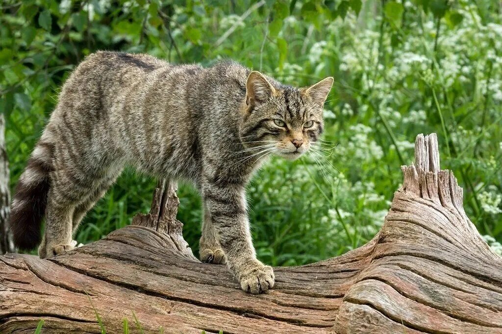 Дикая лесная. Европейский лесной кот камышовый. европейская дикая лесная кошка. лесной кот felis silvestris. среднеевропейский лесной кот.