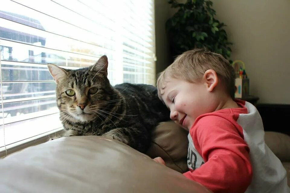 Кот защищает ребенка. Как делаются дети видео смотреть. Кот успокаивает хозяйку. Кот спас ребенка от собаки. Кошка защищает котят от собаки.