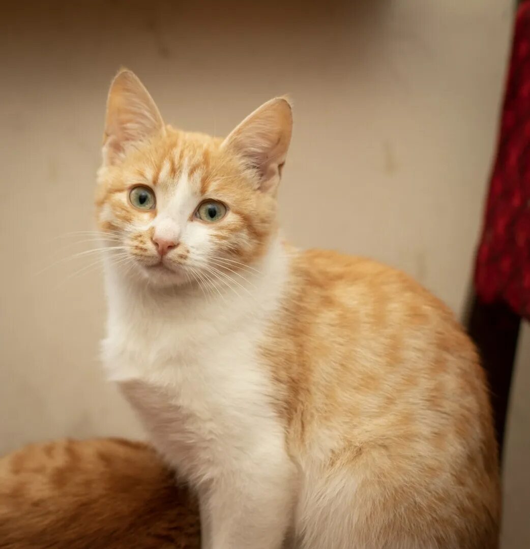 Европейская короткошерстная кошка рыжая. Турецкий Ван рыжий гладкошерстный. Европейский короткошерстный кот рыжий. Сибирский гладкошерстный рыжий кот. Породы с бело рыжим окрасом