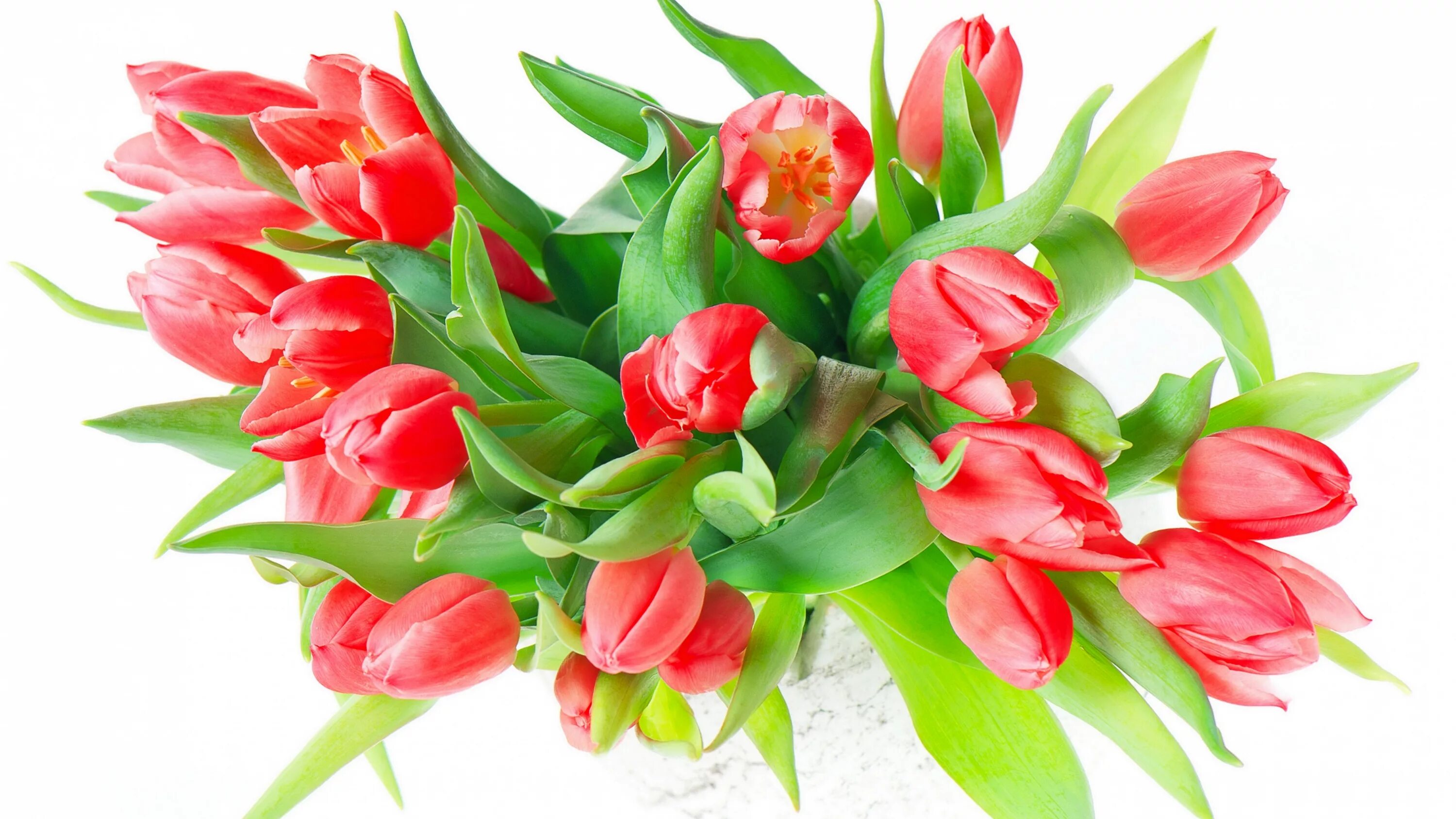 К чему дарят красные тюльпаны. Цветы тюльпаны. Букет тюльпанов. Весенний букет тюльпанов. Букет тюльпанов на белом фоне.