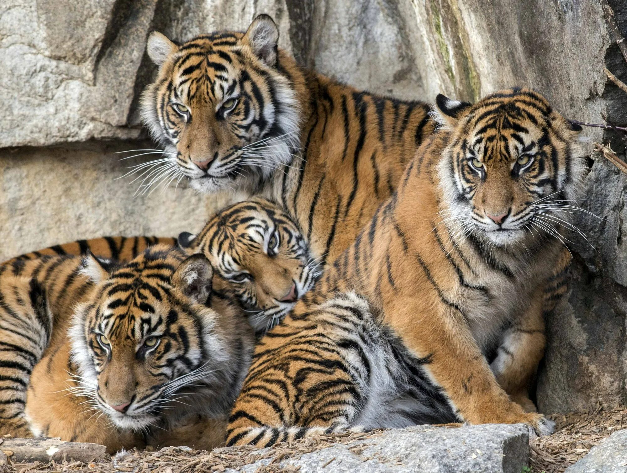 Берлинский зоопарк. Zoologischer Garten Berlin животные. Жизнь животных. Tiergarten Berlin зоопарк.