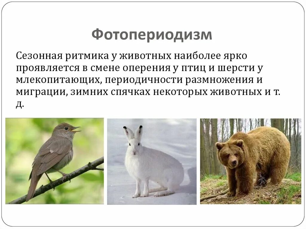 Почему жизнедеятельность животных регулируется путем. Почему жизнедеятельность животных регулируется путем