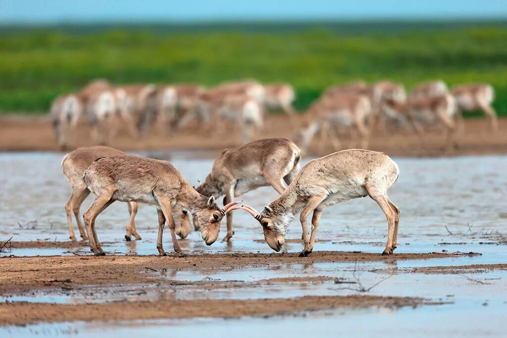 свирепые волки восточные сайгаки