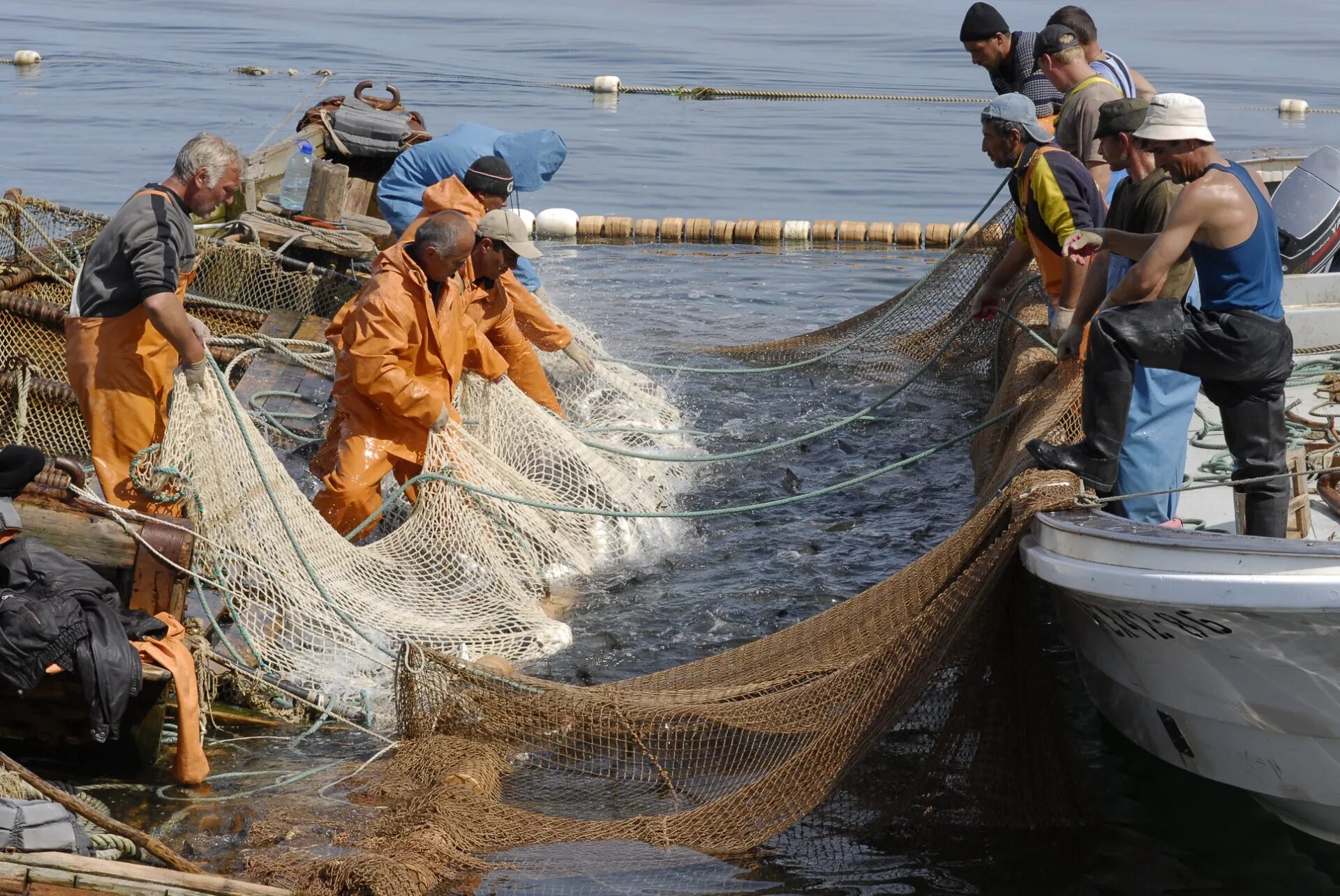 Морской промысел. Промысел рыбы. Рыбный промысел на Дальнем востоке. Рыбная промышленность дальнего Востока.