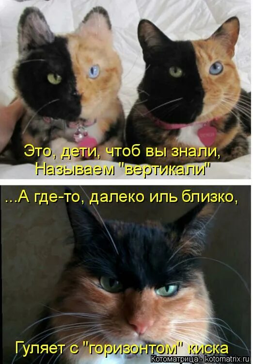 почему называют киской. от девушки пахнет рыбой. почему называют киской. почему называют киской. почему влагалище называют киской.