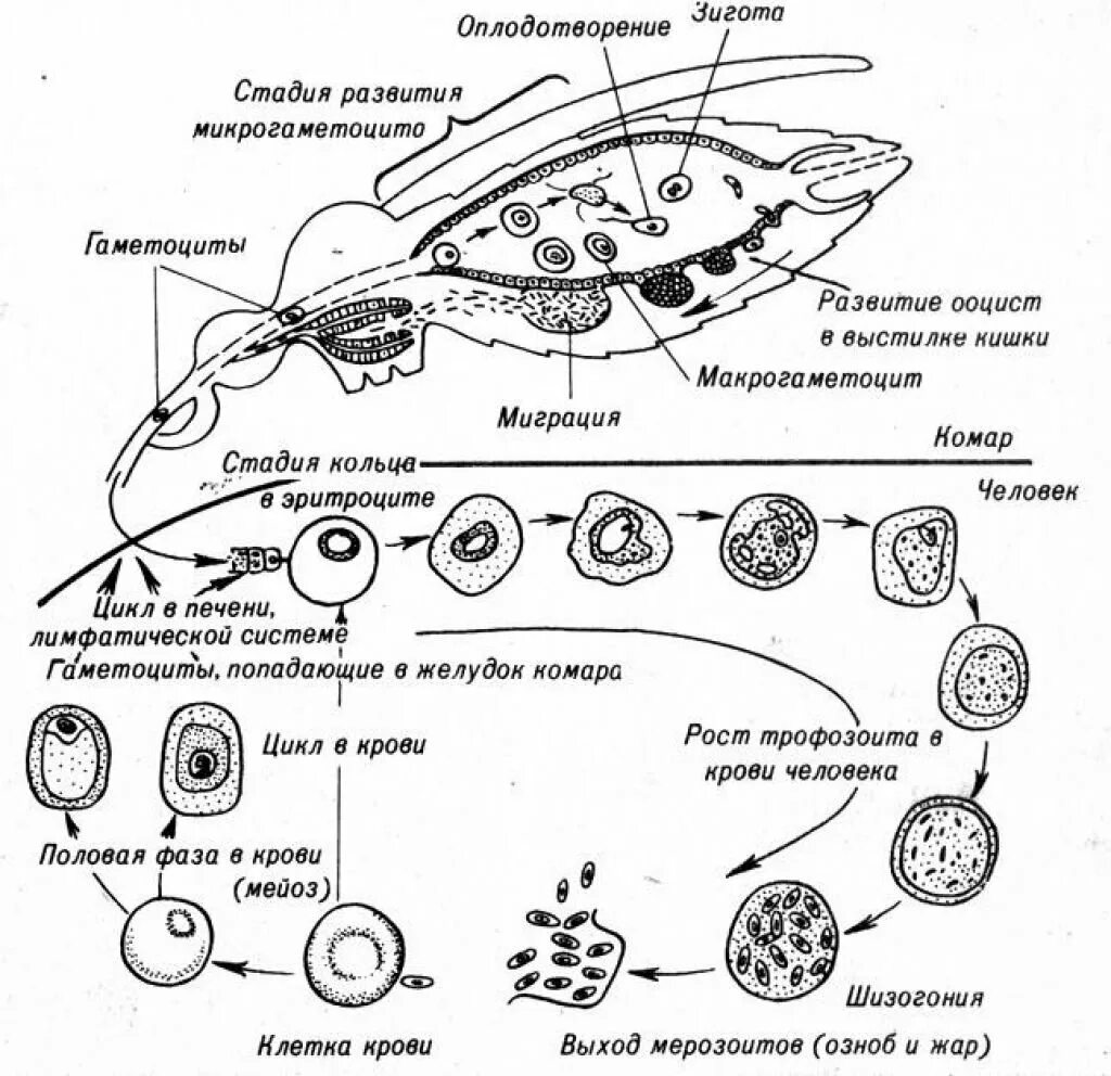 Жизненный цикл малярийного плазмодия схема. Жизненный цикл малярийного плазмодия простая схема. Жизненный цикл плазмодия схема. Схема жизненного цикла простейших малярийного плазмодия. Простейшие этапы развития