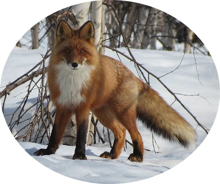 анадырская обыкновенная лисица. лисица обыкновенная в республике коми. морфологический критерий лисы. лиса обыкновенная лисица. алтайская лиса.