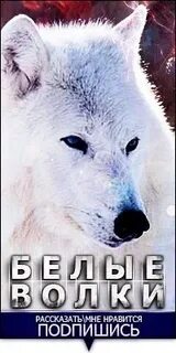 Слушать клан белого волка