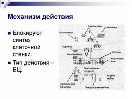Раскройте механизм действия