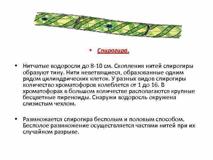 Слой водорослей. Спирогира водоросль строение. Нитчатые водоросли спирогира схема. Хроматофор спирогиры. Спирогира царство.