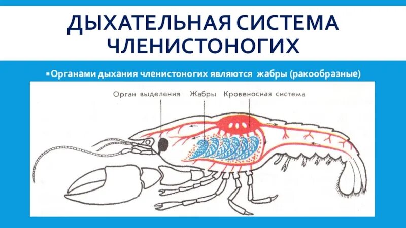 Речной рак дышит трахеями. Дыхательная система членистоногих. Дыхательная система членистоногих ракообразных. Органы дыхания членисто. Членистоногие дыхание система.