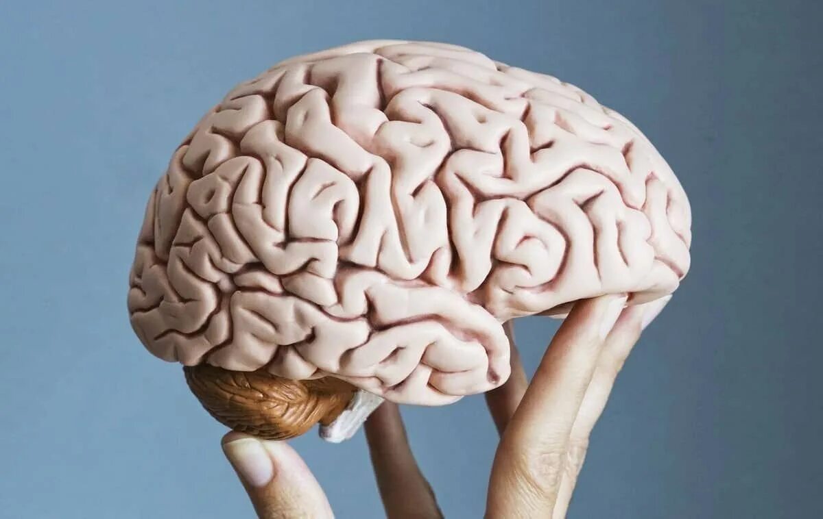 Мозг картинка. Искусственный мозг человека. Половина человеческого мозга.