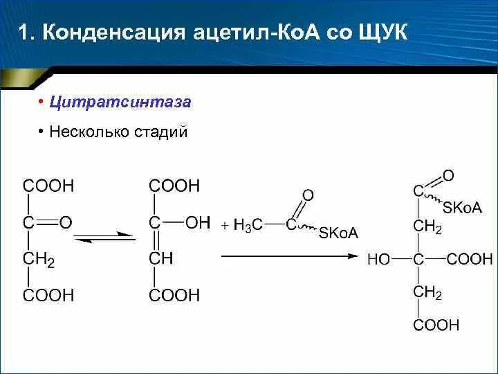 ацетил коа кислота. уксусная кислота в ацетил коа. ацетил коа кислота. образование ацетил коа биохимия. синтез пальмитиновой кислоты из малонил коа.