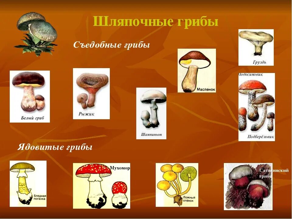 Какие грибы называют шляпочными 7 класс. Ядовитые Шляпочные грибы. Шляпочные грибы ядовитые грибы. Шляпочные грибы съедобные несъедобные и ядовитые. Несъедобные Шляпочные грибы.