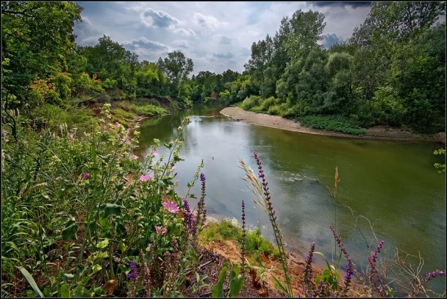Растительность берега реки кальмиус. Заросший берег реки. Берег озера с камышами. Волго-ахтубинская пойма. Река тростня истринский район.