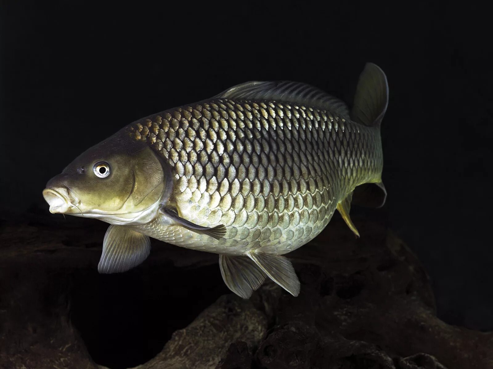 карп охлажденный 0. карп инсайдер. карп маленький. инсайды от карпа. инсайды от карпа.