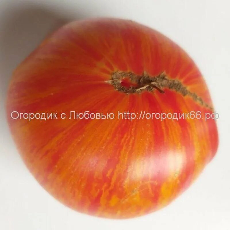 томат индейская резервация