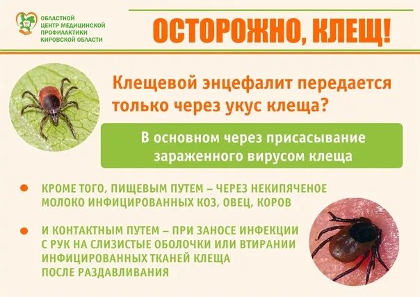 Энцефалитный клещ через сколько проявляется. Энцефалитный клещ энцефалитный клещ. клещевой энцефалит укус. укус клеща энцефалита симптомы. укус насекомого мкб 10 клеща.