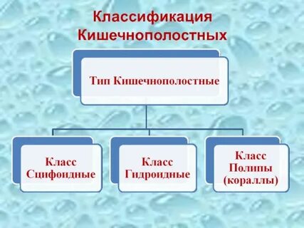 Тип кишечнополостные 7