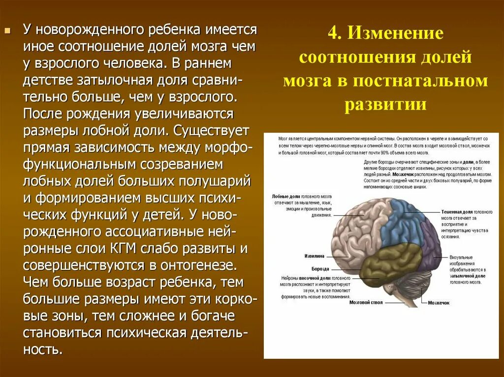 Возрастные головного мозга.. Функции долей мозга.