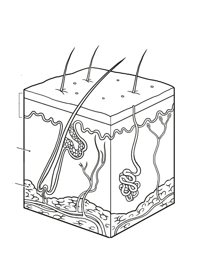 Структура рисунки. Строение кожи человека рисунок 8 класс. Слои кожи человека рисунок. Строение кожи человека рисунок ЕГЭ биология. Строение кожи человека схема 8 класс биология.