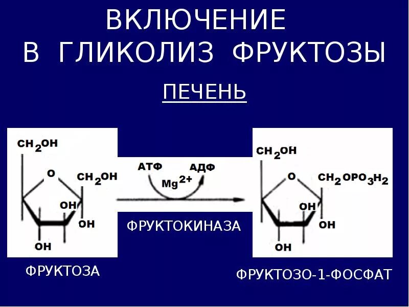 Нарушения фруктозы. Фруктоза в фруктозо 1 фосфат. Реакция фосфорилирования фруктозы. Фруктоза АТФ фруктозо 6 фосфат. Схема включения галактозы и фруктозы в процесс гликолиза.