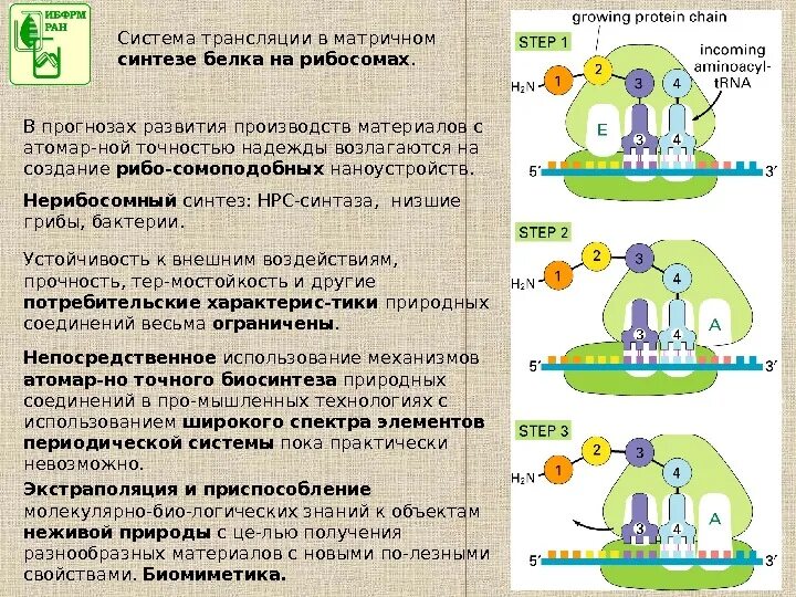 Синтез белка механизмы. Нерибосомный Синтез белка. Системы трансляции. Матричный Синтез белка. Матричный Синтез белка на рибосомах осуществляется с использованием:.