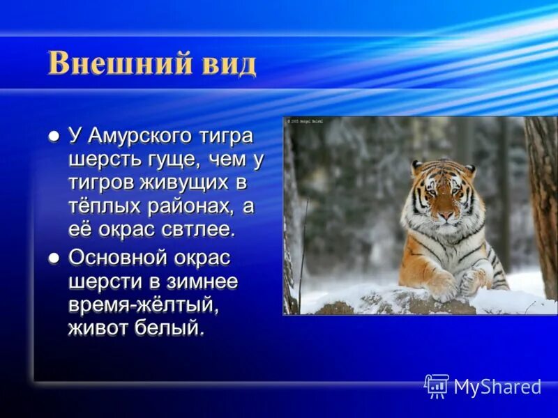 Рассказ про Амурского тигра. Амурский тигр презентация. Презентация про Амурского тигра. Рассказ о Амурском Тигре. Внешний вид тигров