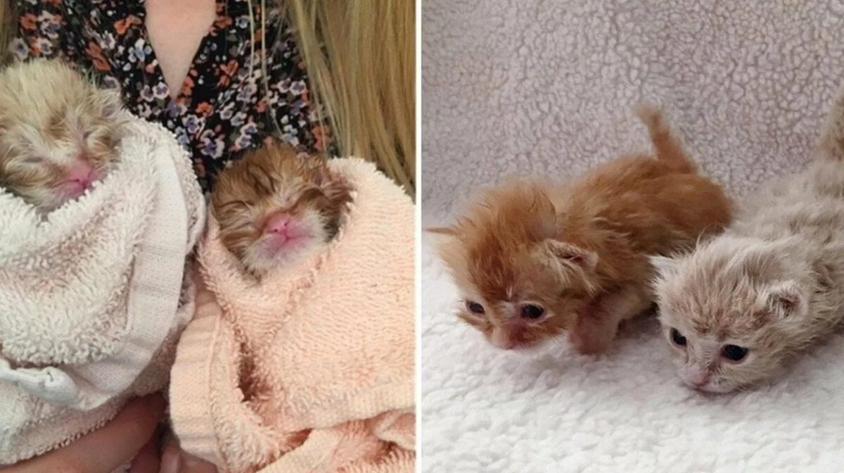Котенок с закрытыми глазами. Новорожденные котята без мамы. Кошка и новорожденные котята. Новорожденные котята фото. Новорожденные котята без мамы.