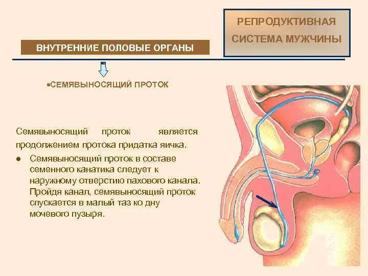 Половой организм мужчины. Семявыносящий проток внутреннее строение. Репродуктивная система мужчины. Внутренние мужские половые органы. Строение мужской репродуктивной системы.