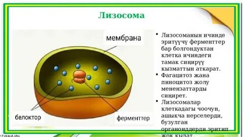 Нигериядағы жезөкше