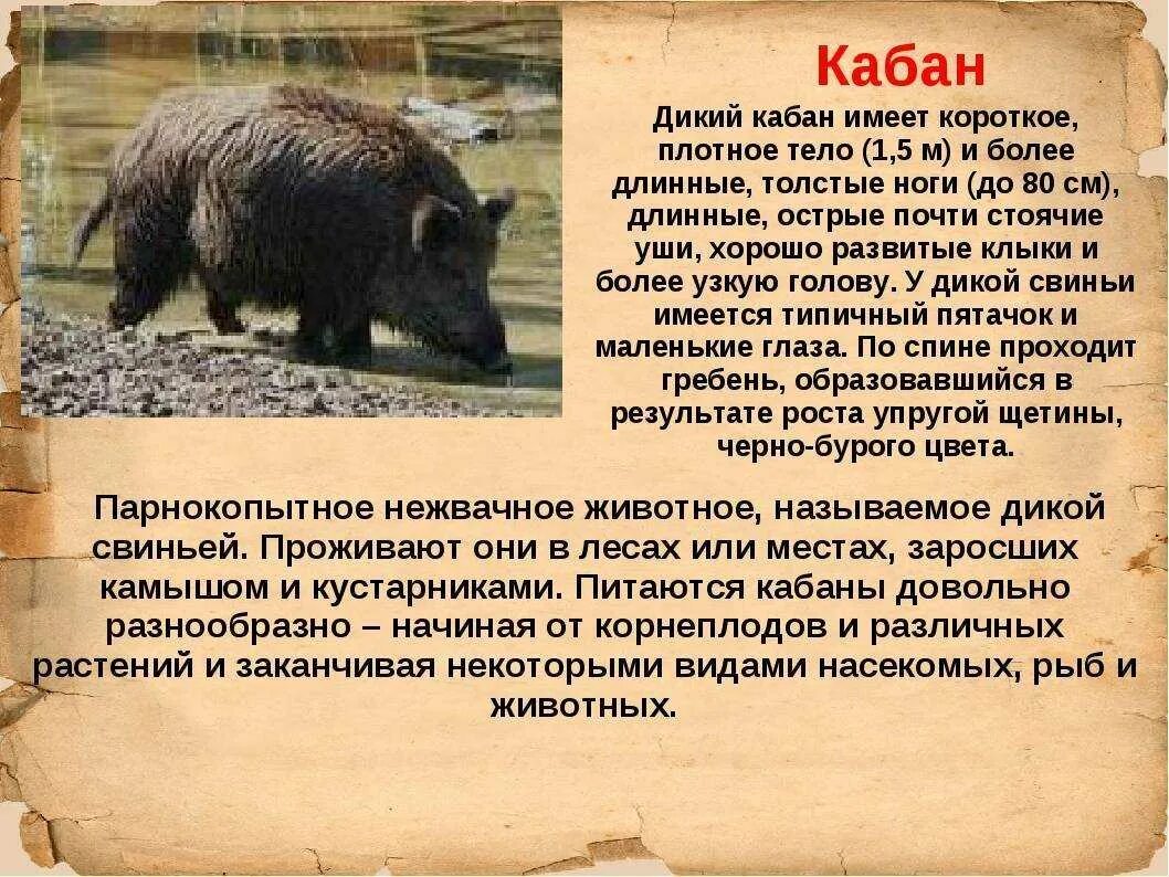 Кабан класс животных. Кабан красная книга. кабан описание. кабан описание животного. доклад про кабана.