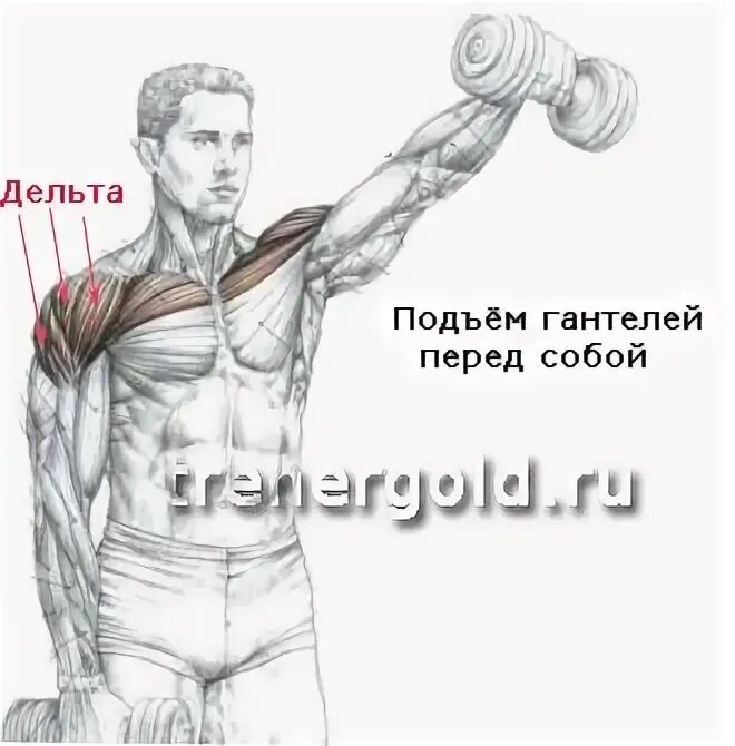 Как накачать переднюю дельту