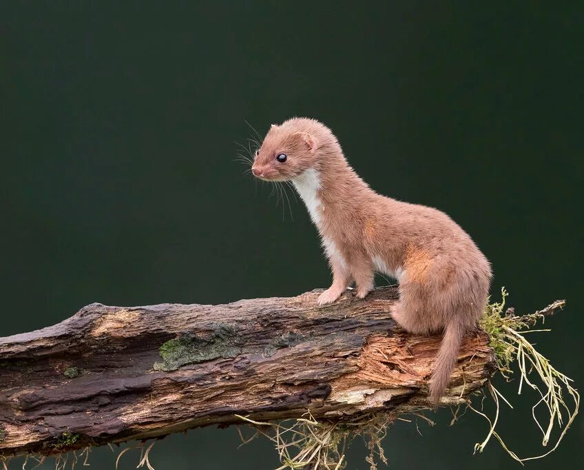 Светло бурый зверек обычно охотится на белок. Ласка (Mustela nivalis). Weasel Mustela nivalis. Ласка (Mustela nivalis) 2023. Ласка Mustela nivalis ареал обитания.