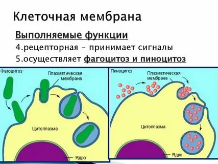 Влияние различных факторов на мембрану клеток