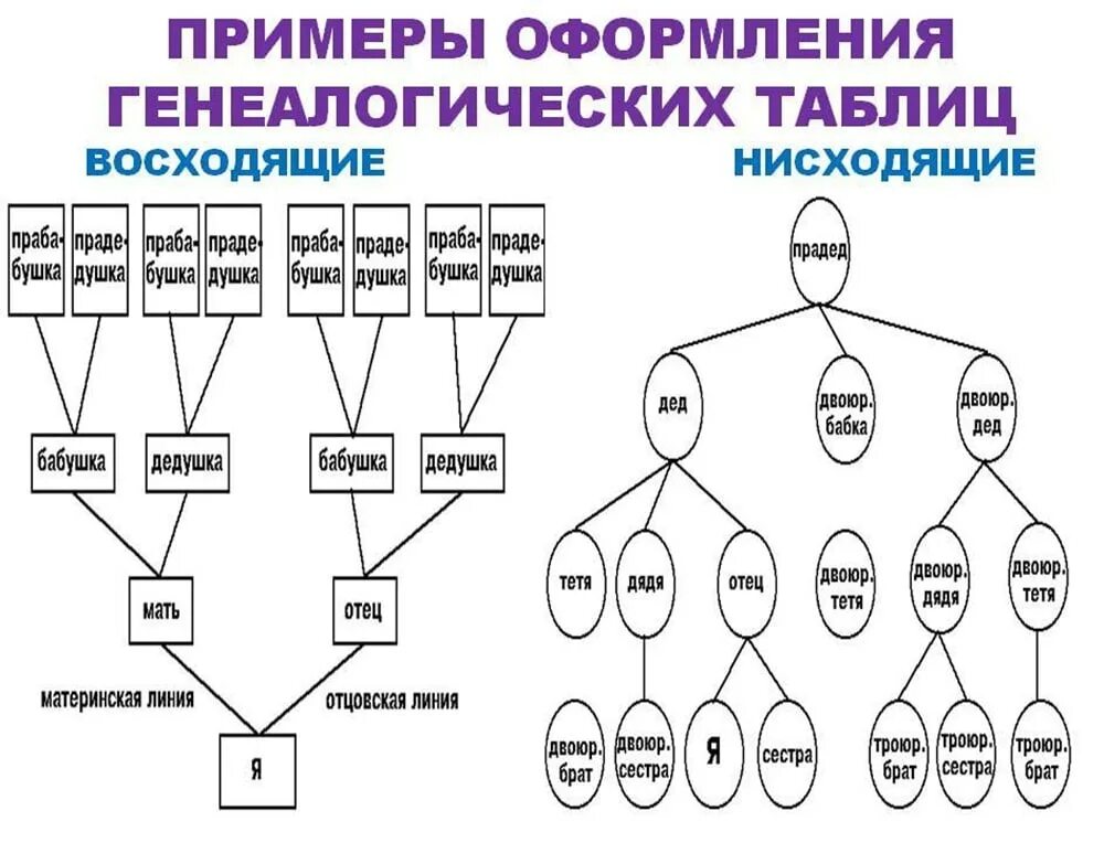 Сына родить дерево. Как составляется схема родословной. Как составляется родословная семьи. Как составить родословную семьи образец. Как составить родословная семьи схема.