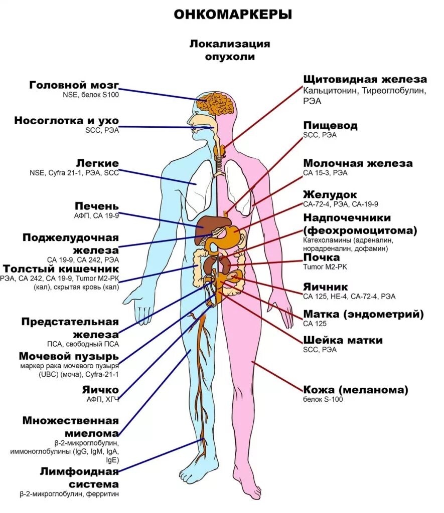 Какой есть рак в организме человека