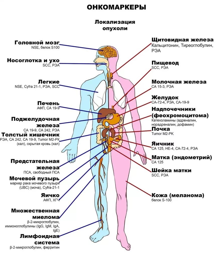 Онкомаркеры. Онкомаркеры локализация опухоли. Онкомаркеры для женщин. Аруко маркер. Са 72 онкомаркер расшифровка норма